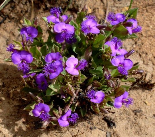 Polygala amatymbica