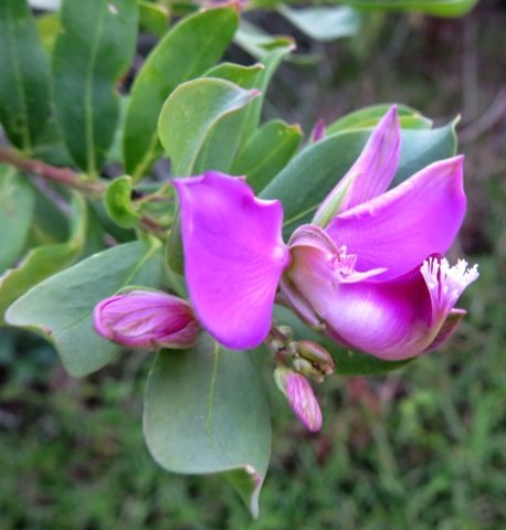 Polygala myrtifolia var. myrtifolia flower