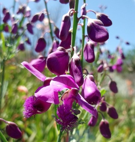 Polygala virgata var. virgata dark flowers