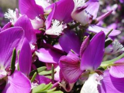 Polygala