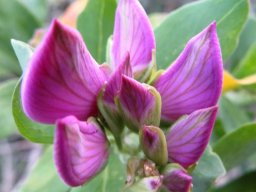 Polygala myrtifolia var. myrtifolia vein-lined buds