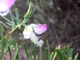 Polygala myrtifolia var. pinifolia pale flower