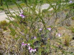 Polygala myrtifolia var. pinifolia 