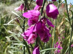 Polygala virgata var. virgata leaves as well