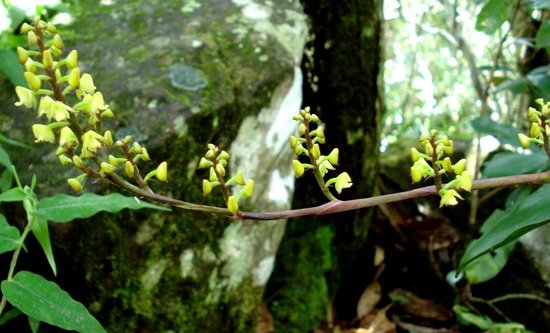 Polystachya mauritiana panicle