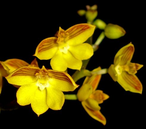 Polystachya pubescens flowers