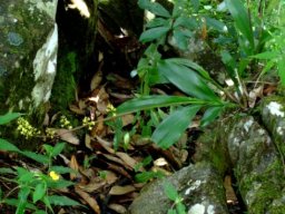 Polystachya mauritiana