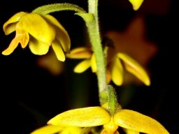 Polystachya pubescens inflorescence