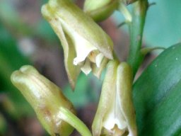 Polystachya transvaalensis