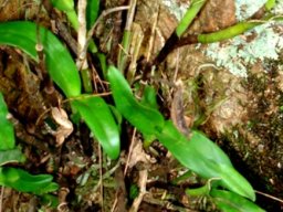 Polystachya transvaalensis leaves