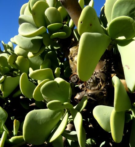 Portulacaria armiana caudex or lower stem 