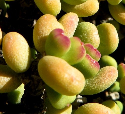 Portulacaria pygmaea rouged leaves