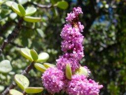 Portulacaria afra flowers