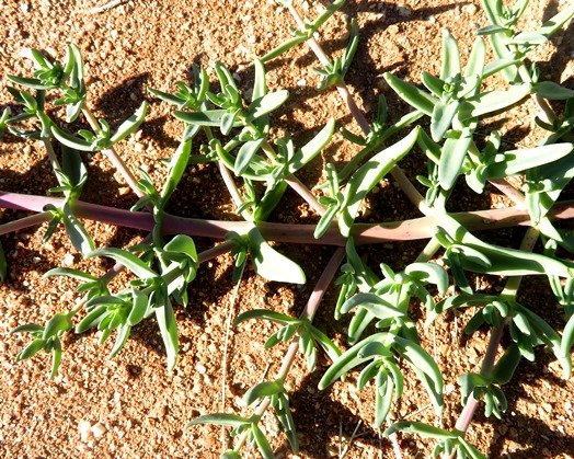 Prenia pallens branching stem