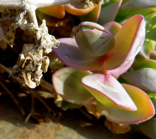 Prenia sladeniana or skotteloor leaves