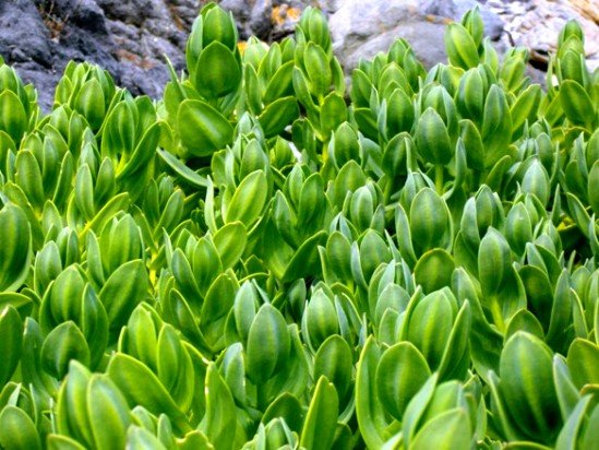 Prenia vanrensburgii in young leaves