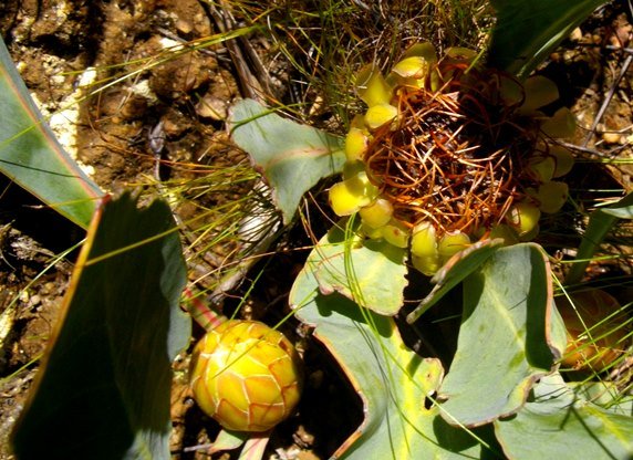 Protea acaulos young and old