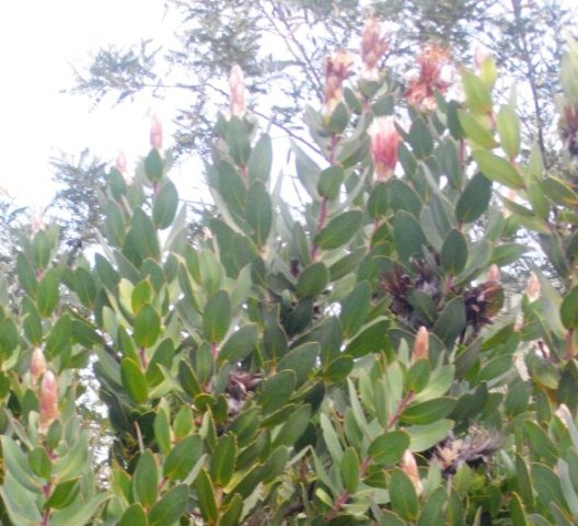 Protea aurea subsp. aurea
