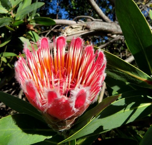 Protea aurea subsp. aurea inside a young flowerhead