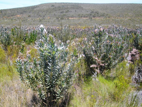 Protea coronata 