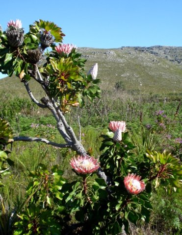 Protea cynaroides on a tall, skew stem