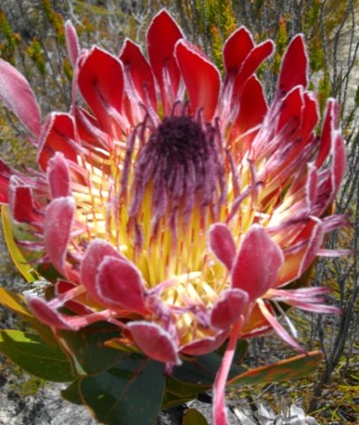 Protea eximia bright involucre