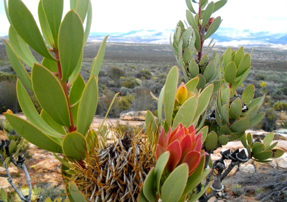 Protea glabra flaunting a range of leaf colours