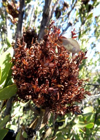Protea glabra hosting witch&#039;s broom
