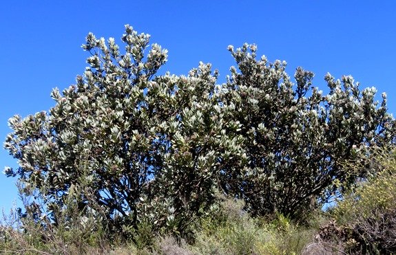 Protea laurifolia broad bushes
