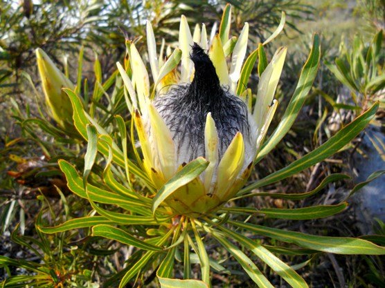 Protea longifolia waiting to be copied