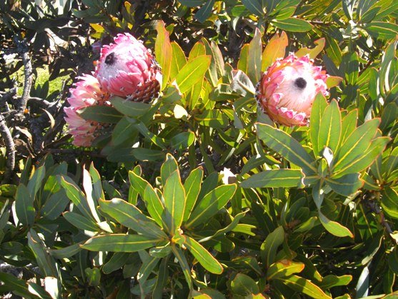 Protea magnifica leaves