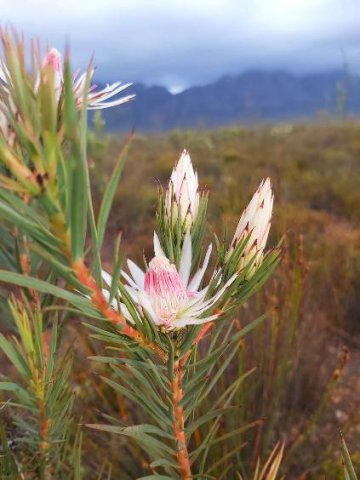 Protea mucronifolia, the daggerleaf sugarbush