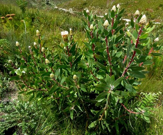 Protea mundii
