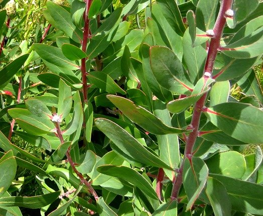 Protea mundii leaves