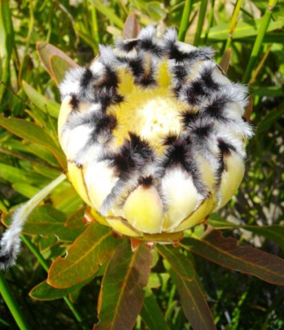 Protea neriifolia noticed long ago