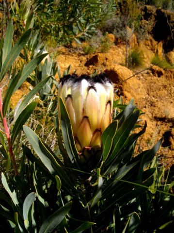 Protea neriifolia involucre