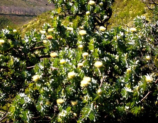 Protea nitida