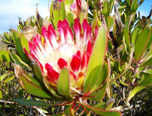 Protea obtusifolia