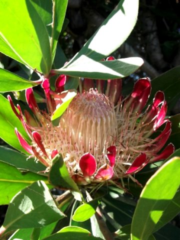 Protea obtusifolia old flowerhead
