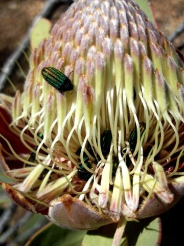 Protea punctata flowerhead still young