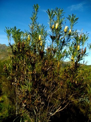 Protea repens persistent flowerheads