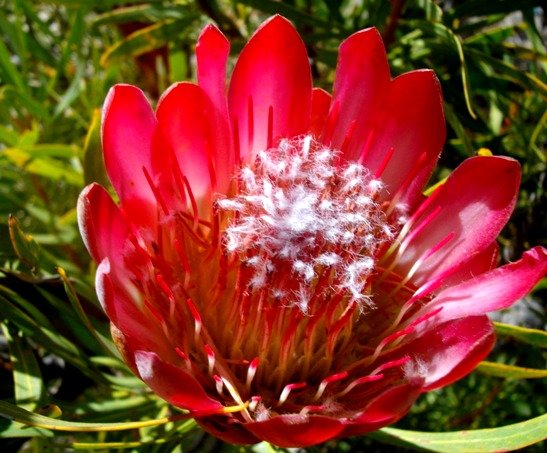 Protea, a flowerhead resembling repens