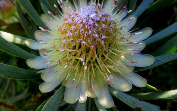 Protea scolymocephala secrets exposed