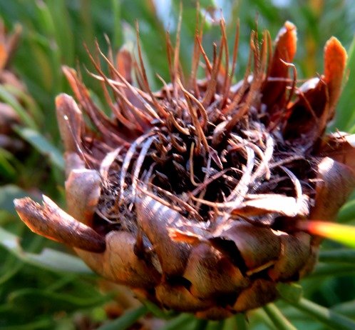 Protea scolymocephala when the carnival is over