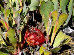 Protea acaulos ravaged but still
