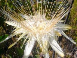 Protea aurea subsp. aurea styles like needles