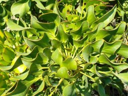 Protea cynaroides leaves