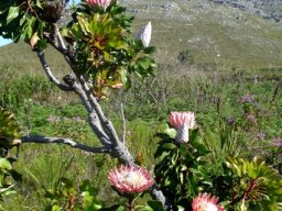 Protea cynaroides on a tall, skew stem