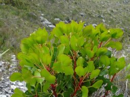 Protea cynaroides vigour