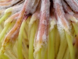 Protea cynaroides, procreative goings-on